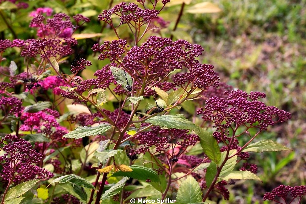 Spiraea japonica - Spirea del Giappone  (Rosaceae)